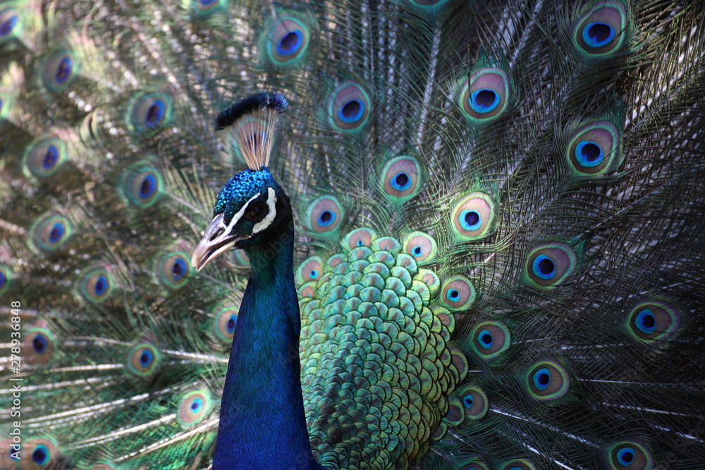 Fototapeta premium wolne pawie