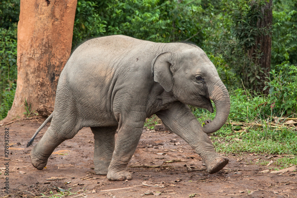 Baby Elephant Running