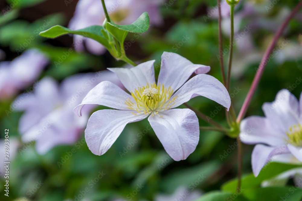 Obraz premium Beautiful white clematis blossom. Background with white flowers