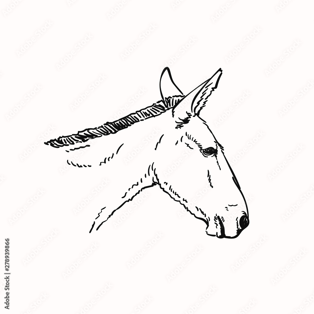 Mule head, Vector sketch, Hand drawn linear illustration Stock Vector ...