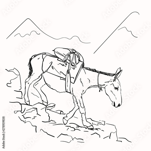 Mule walking on mountains with load on his back, This type of cargo transport widely used in himalayas, Vector sketch, Hand drawn linear illustration