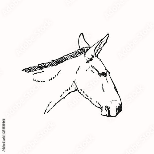 Mule head, Vector sketch, Hand drawn linear illustration