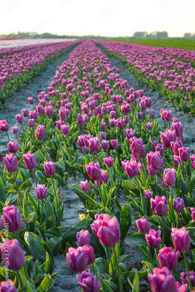 campo de tulipanes color rosa