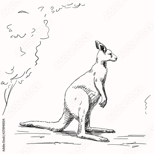 Vector sketch of kangaroo, Hand drawn illustration