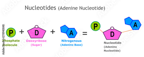 Nucleotides.  Adenine Nucleotide structure. A nucleotide is the basic structural unit and building block for DNA. Nucleotides: Nitrogenous base, pentose sugar ,phosphate group. model, anatomy. vector photo