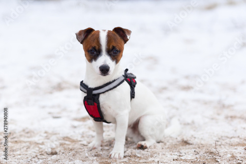 Jack Russell obediently performs winter training © vilma3000