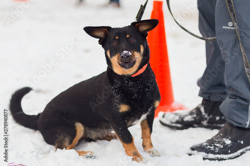 black dog obediently performs winter training photo