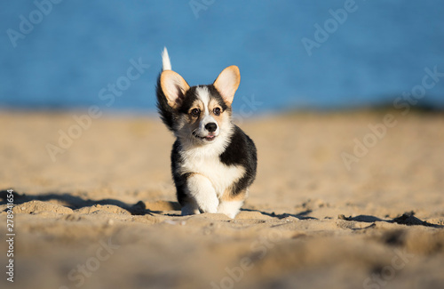 little welsh corgi puppy walking in the sand
