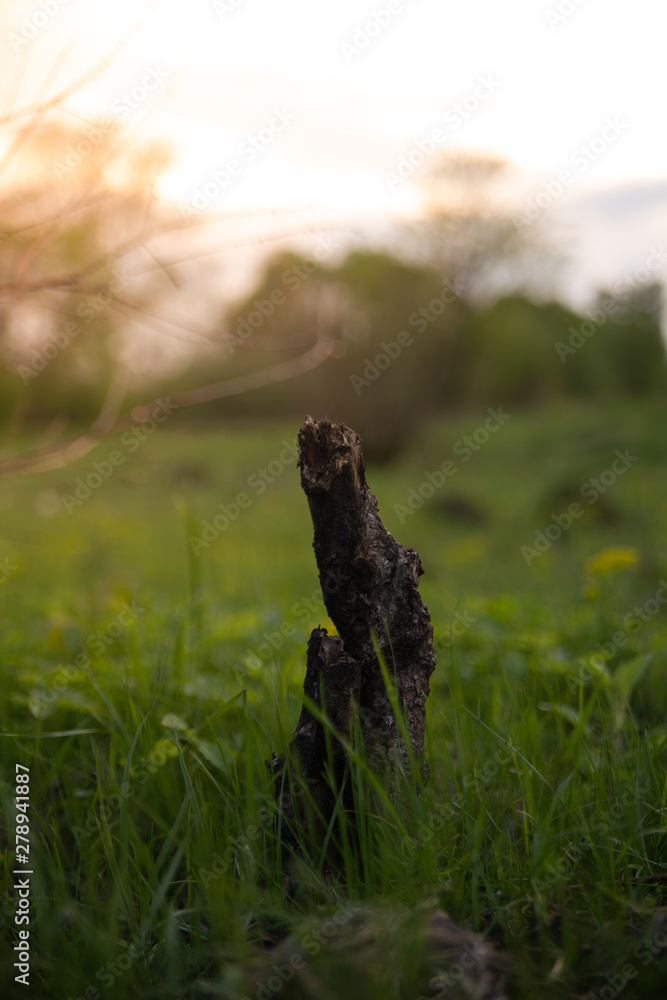 a dry wooden stick stuck on a field filled with sunlight in the summer evening