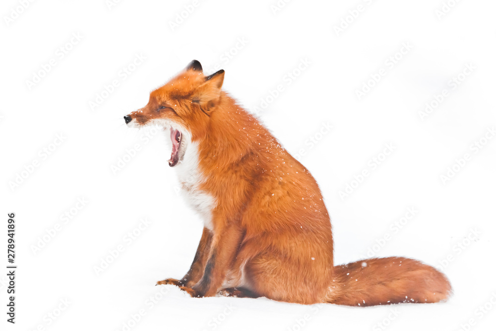 Fototapeta premium fox yawns with a wide mouth. Beautiful and fluffy red fox on white snow isolated on white background.