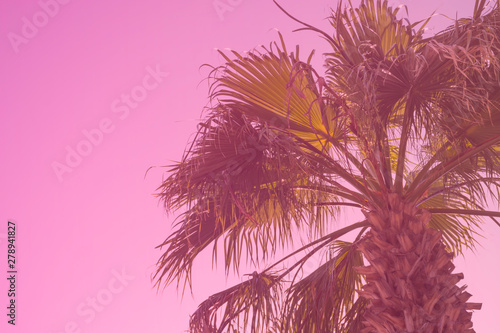 Palm tree background toned in Plastic Pink color of the year 2019. Creative design, exotic background with copy space