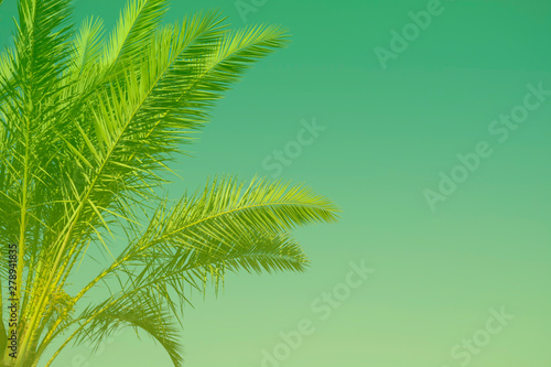Palm tree background toned in UFO Green color of the year 2019. Creative design, exotic background with copy space © axynia
