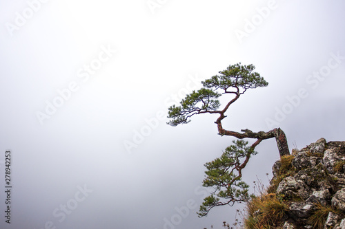 Pieniny - Carpathians Mountains  photo