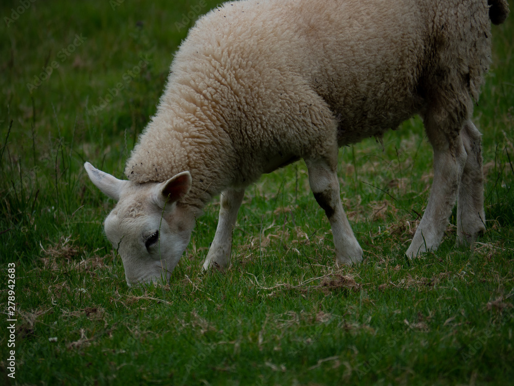 Obraz premium OLYMPUS DIGITAL CAMERA