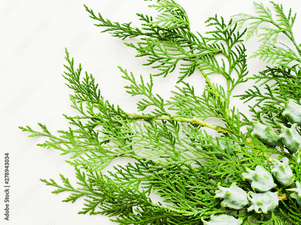 Thuja on white