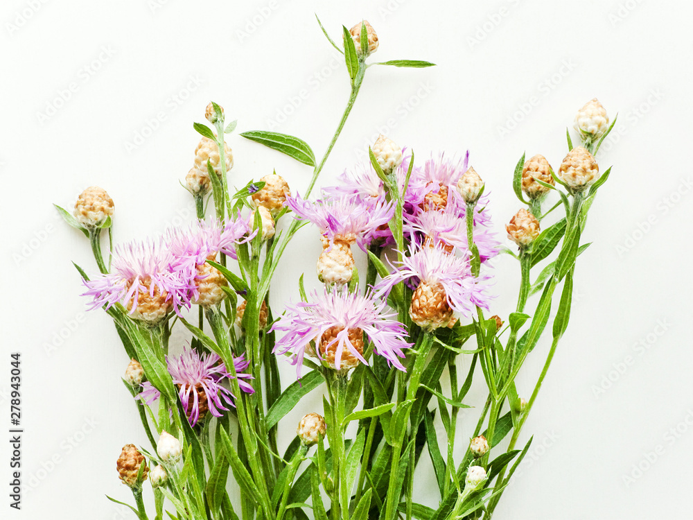 Centaurea on white Centaurea on white