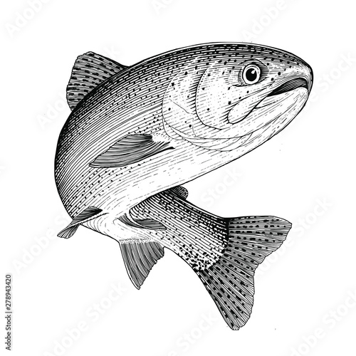 Leaping Rainbow trout isolated on white background photo