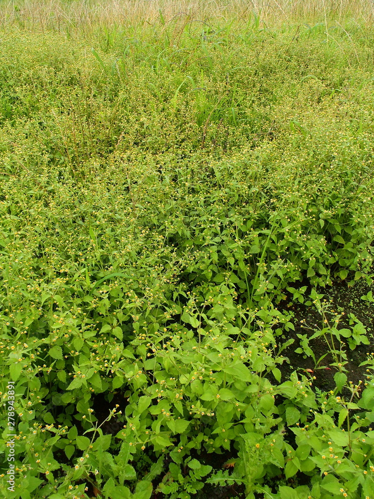 ハキダメギクの茂る雨上がりの夏の野原風景 ハキダメギクの茂る雨上がりの夏の野原風景
