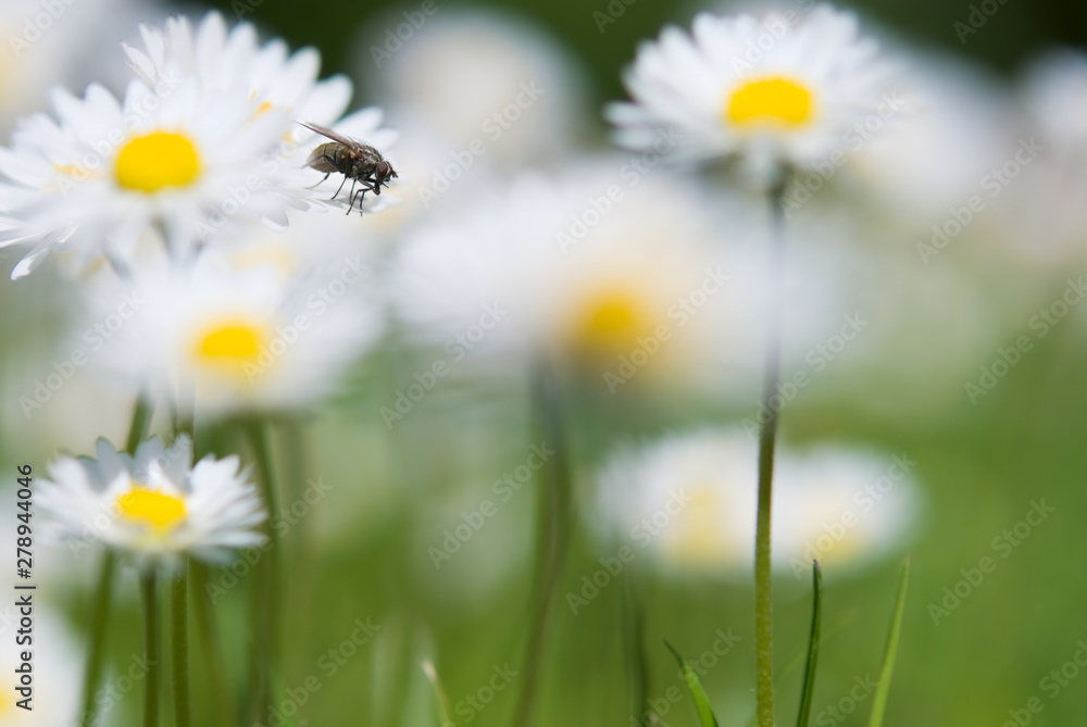 Fly and daisies (Bellis perennis). Focus on fly, shallow depth of field.
