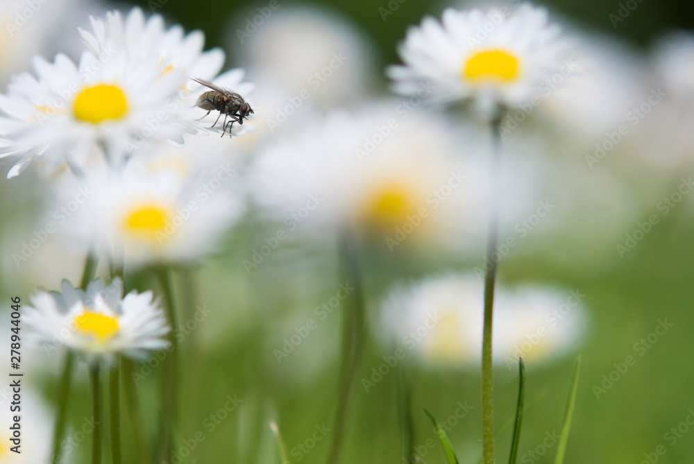Fly and daisies (Bellis perennis). Focus on fly, shallow depth of field. Fly and daisies (Bellis perennis). Focus on fly, shallow depth of field.