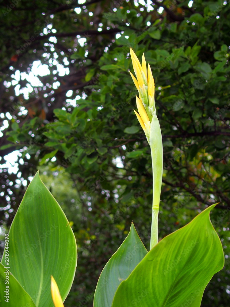 Obraz premium カンナの蕾と若葉