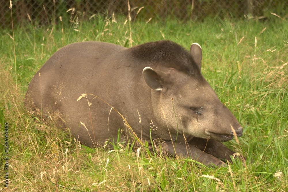 Fototapeta premium tapir