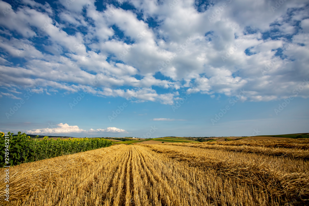 wheat harvest field blue sky clouds