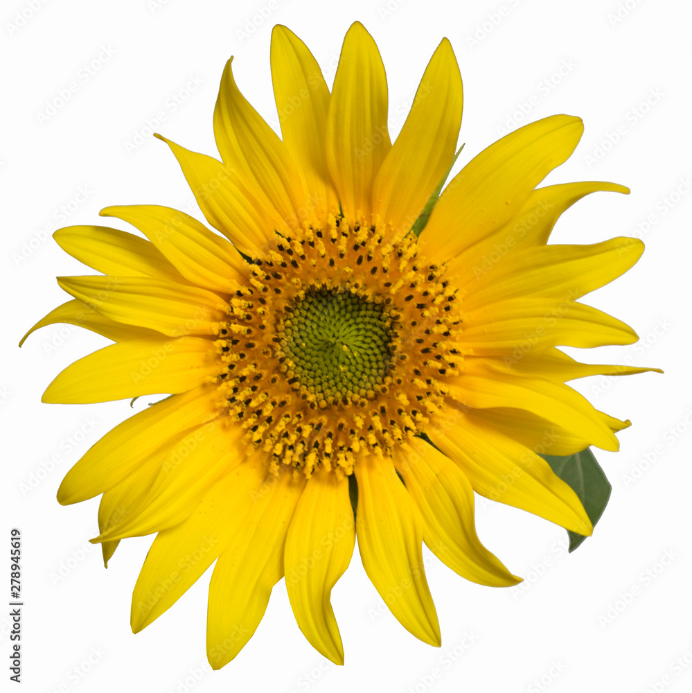 Fototapeta premium yellow sunflower flower close up on white background