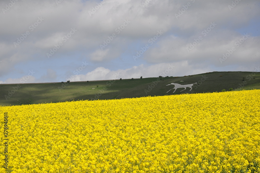 Obraz premium wiltshire chalk horse and canola