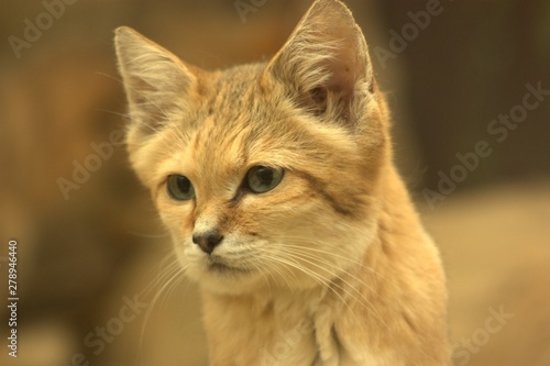 portrait of a cat