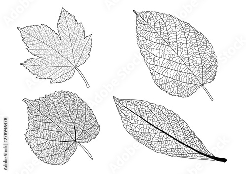 Skeletal  Leaves lined design on white background