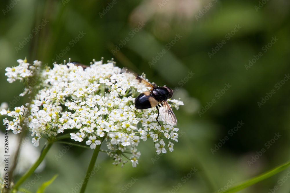 Fototapeta premium Insekten auf einem Bärenklau