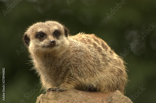 meerkat on guard