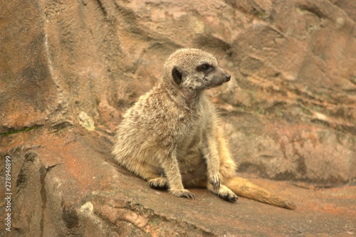 meerkat