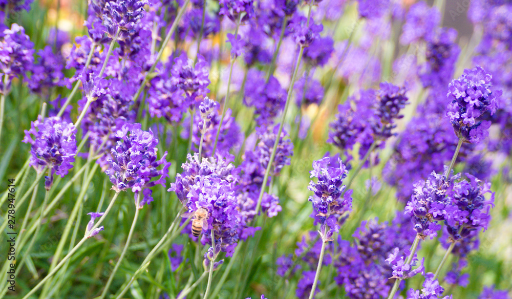 Obraz premium Bee busy collecting nectar from a lavender flower