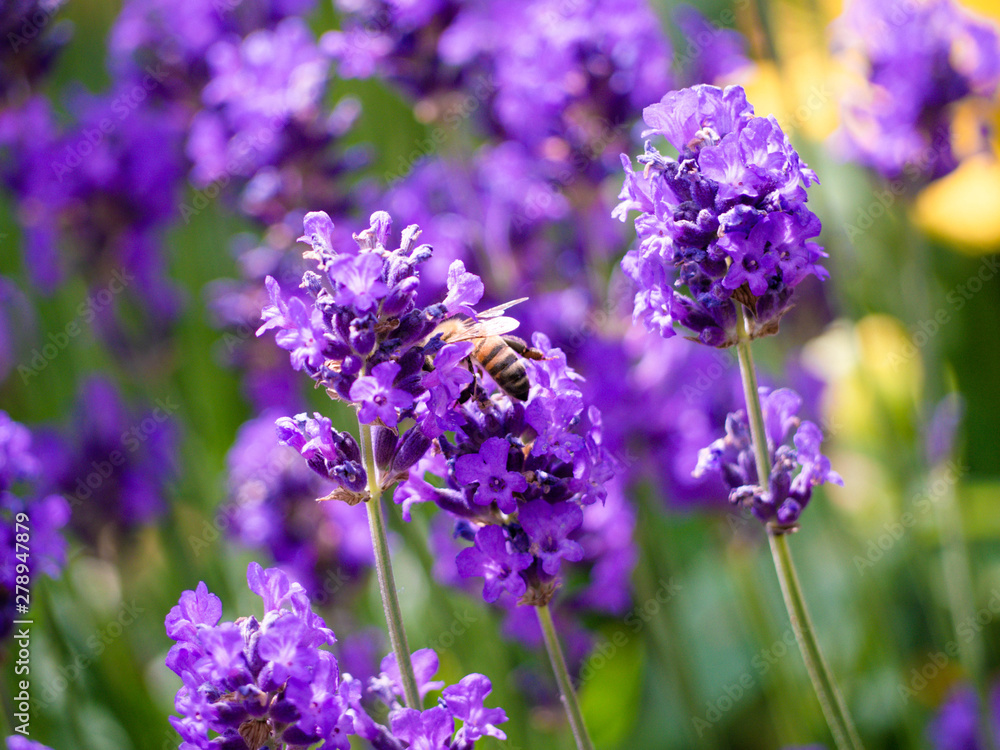 Bee busy collecting nectar from a lavender flower Bee busy collecting nectar from a lavender flower