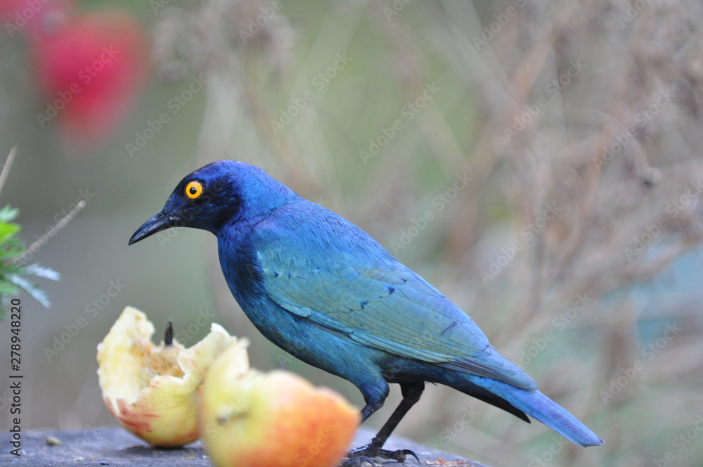 Obraz premium blue bird on a branch