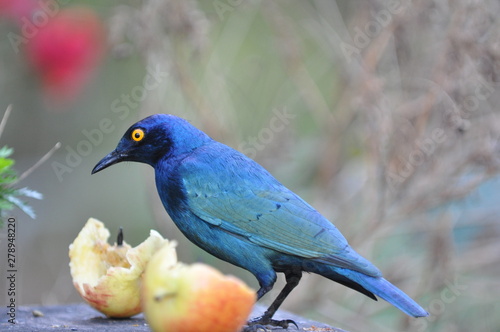 blue bird on a branch