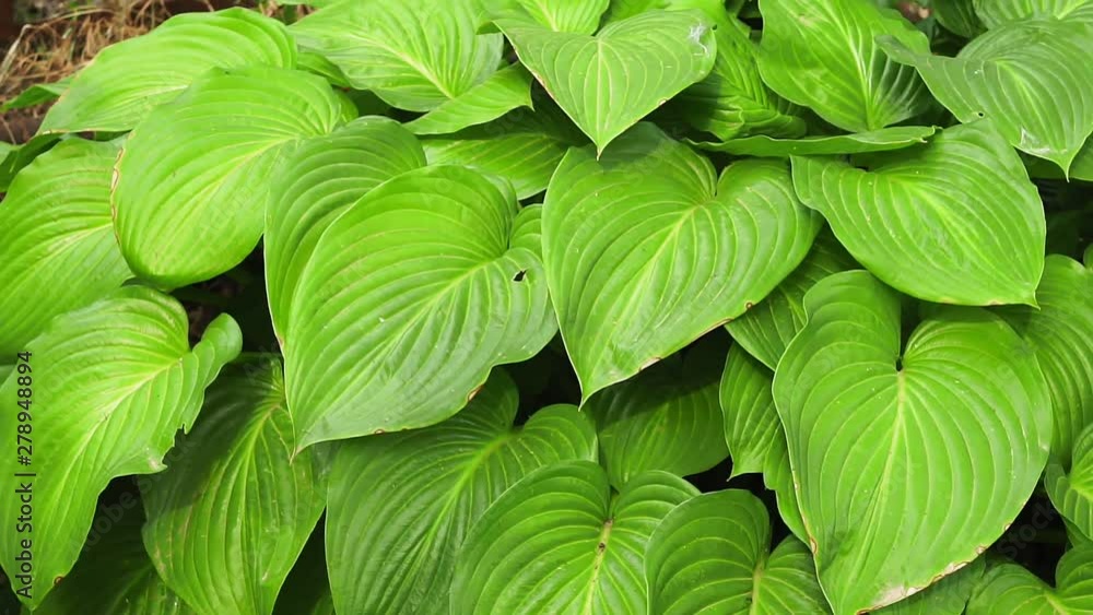 host plant decorative for garden host plant decorative for garden