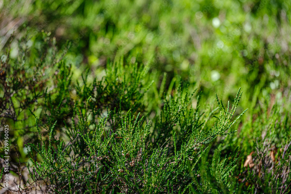 grass and leaf texture in summer green nature grass and leaf texture in summer green nature