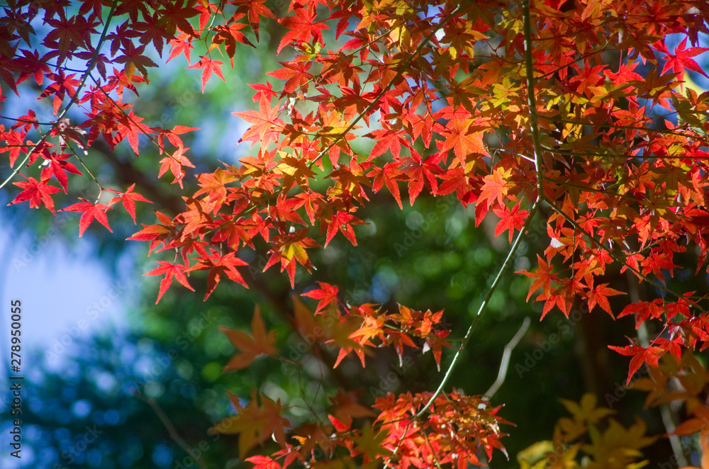 紅葉の色彩