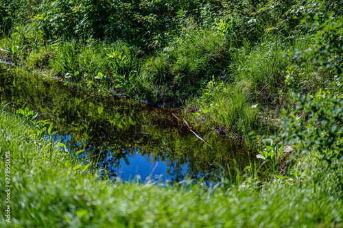 grass and leaf texture in summer green nature