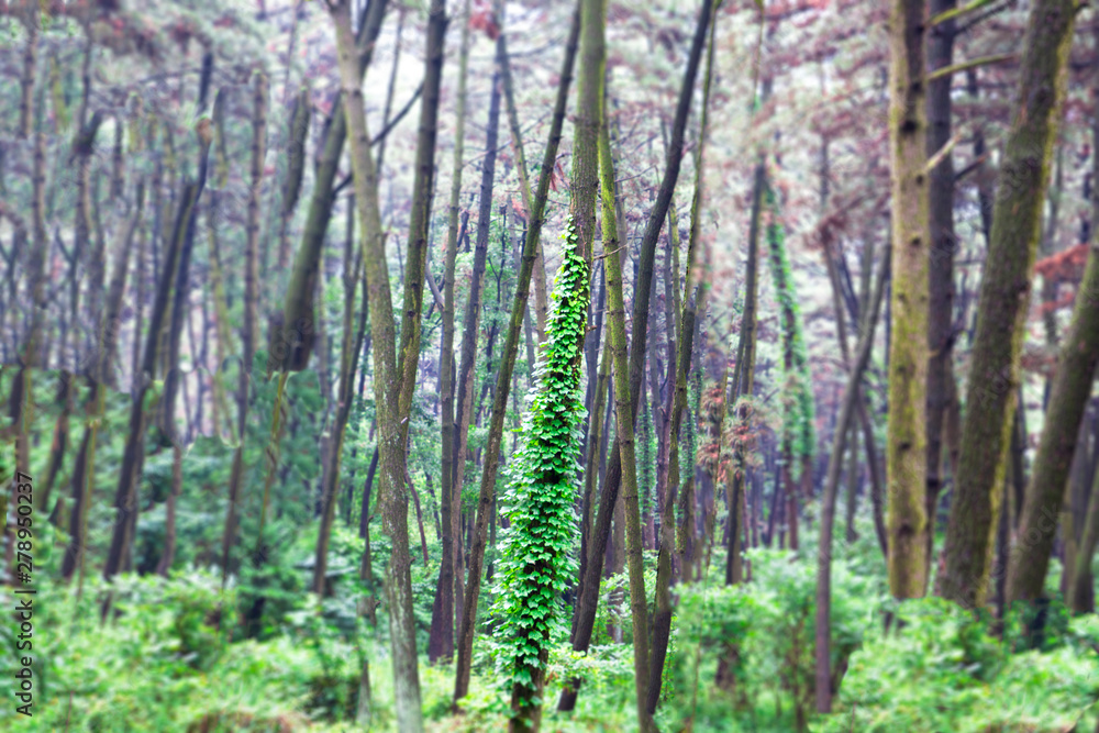 a tree-climbing vine in the woods a tree-climbing vine in the woods