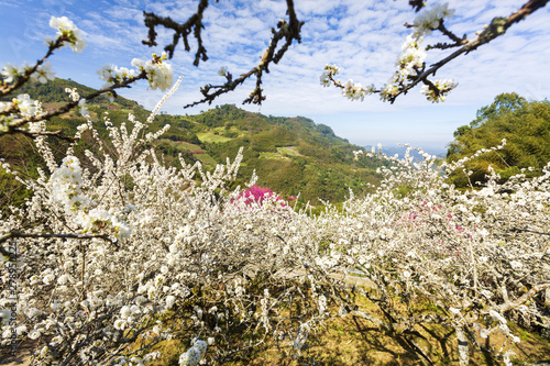 beauty of Taiwan photo