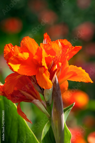 Orange flowers of Cannes on background with bokeh