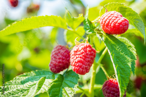 ripe raspberry growing on a bush