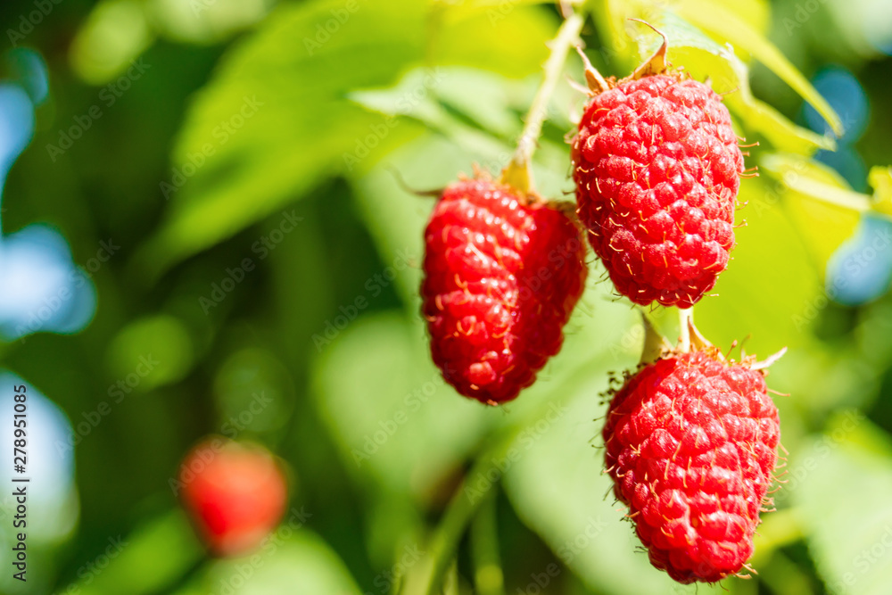 ripe raspberry growing on a bush ripe raspberry growing on a bush