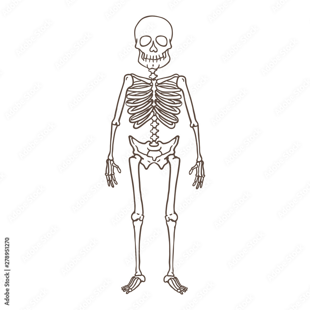 Vector Outline Character - Human Skeleton Vector Outline Character - Human Skeleton