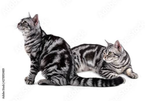 American Shorthair cat on white