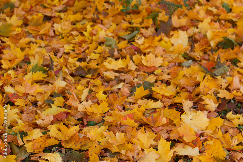 Colorful and bright background made of fallen autumn leaves Colorful and bright background made of fallen autumn leaves